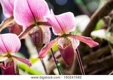 Closed up Paphiopedilum orchid in Doi Tung Chiang Rai Thailand