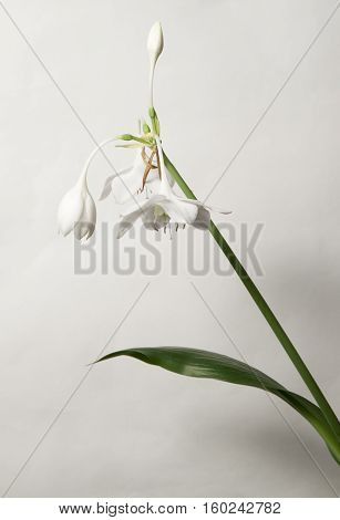 Eucharis grandiflora (Amazom lily) flowers on a green background