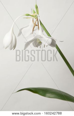 Eucharis grandiflora (Amazom lily) flowers on a green background