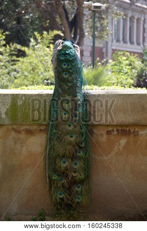 Cola de pavo real en el Zoo de Barcelona.