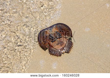dead Horseshoe Crab on sand beach with lost tail
