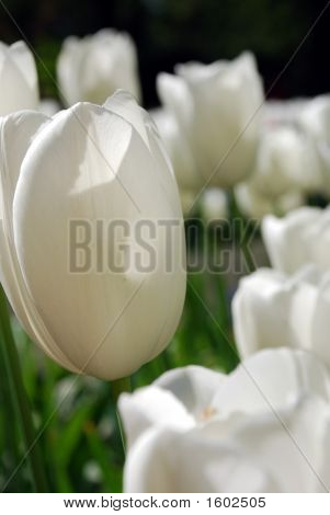 Hvide tulipaner