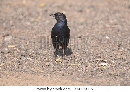 Indiske Robin