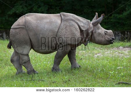 Newborn Indian rhinoceros (Rhinoceros unicornis).