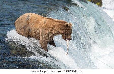 Alaskan Brown Bear Attempting To Catch Salmon