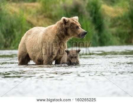Alaskan Brown Bear Sow And Cub