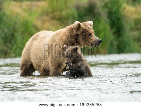 Alaskan Brown Bear Sow And Cub