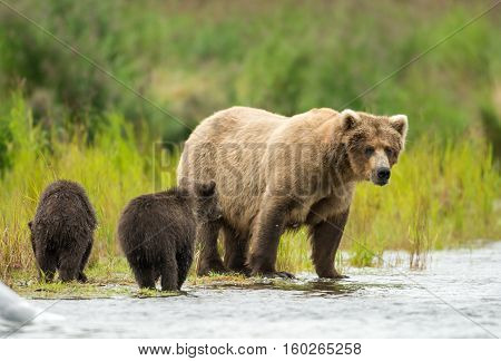 Alaskan Brown Bear Sow And Cub