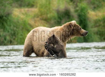Alaskan Brown Bear Sow And Cub