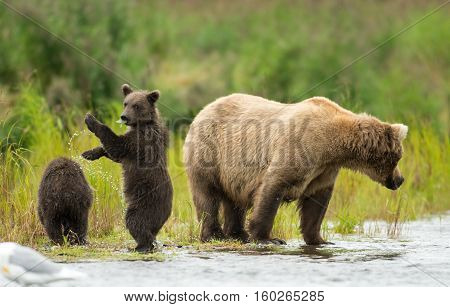Alaskan Brown Bear Sow And Cub