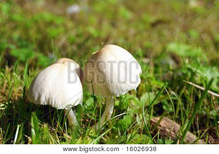Waldpilze