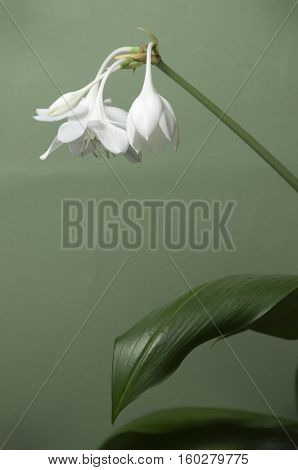 Eucharis grandiflora (Amazom lily) flowers on a green background