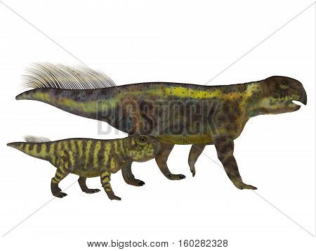 Psittacosaurus Dinosaur with Juvenile 3D Illustration - Psittacosaurus was a Ceratopsian herbivorous dinosaur that lived in Asia in the Cretaceous Period.