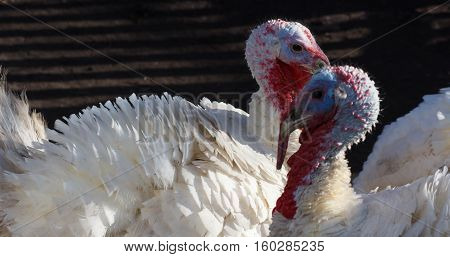 White Turkey Outdoors on the farm. poultry yard