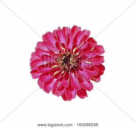 Bright red flower zinnia isolated on white background