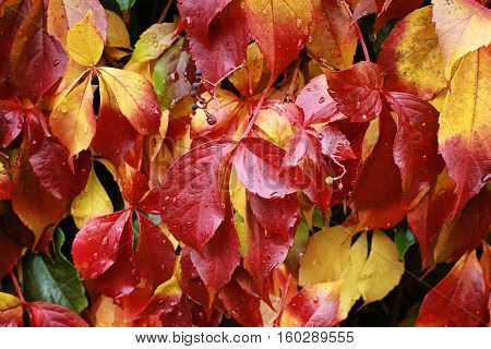 Close up detail of Leaves in autumn after rain