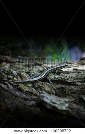 A rare find is this five lined skink in the forests of Ontario Canada.