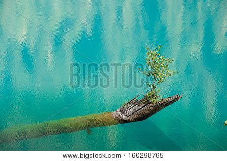 A new beginning. The sapling growing from a rotten tree fallen into the lake. Small Ritsa, Abkhazia