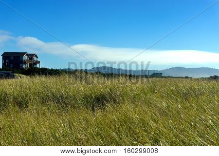 The windswept grasses at Long Beach Washington lean away from the Pacific Ocean