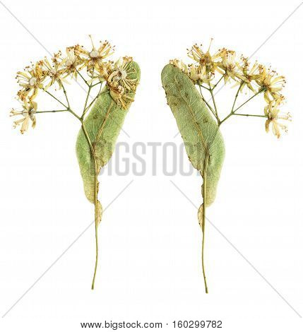 Pressed and dried flower Linden photographed from the front and the back side flower. Isolated on white background. For use in scrapbooking pressed floristry (oshibana) or herbarium.