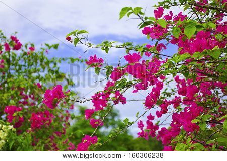 Bougainvillea on blue sky background. Pink flower.