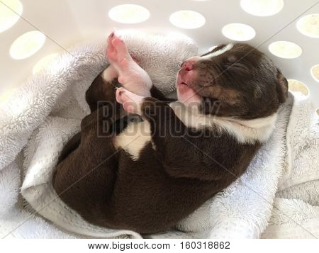 Puppy in a Laundry Basket full of towels. No filters or editing.