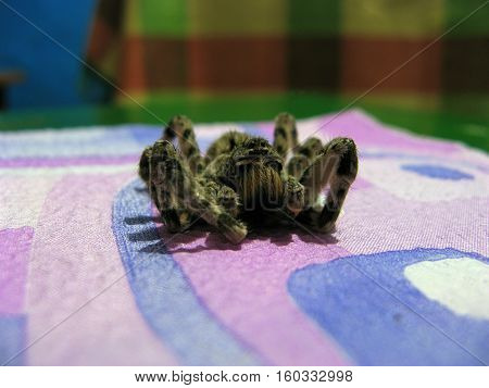 Dead spider with hairy legs. Tarantula lycosa singolariensis.