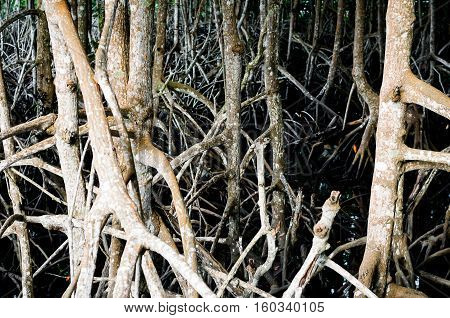 The Root Or Branch Of Mangrove Tree In Brackish Water