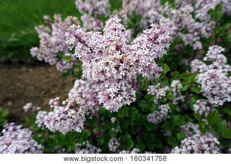 Dwarf Korean lilacs (Syringa meyeri 'Palibin') bloom in a flower garden in Joliet, Illinois during May.