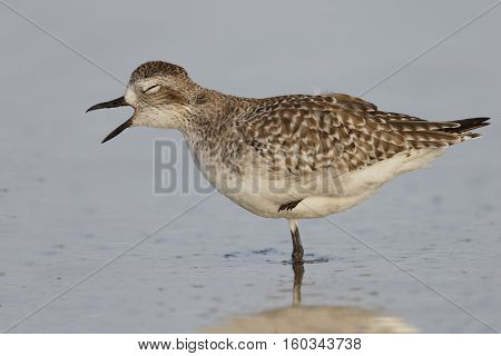 Black-bellied Plover In Non-breeding Plumage - St. Petersburg, Florida