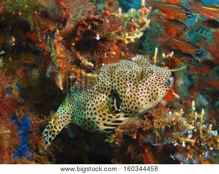 The surprising underwater world of the Bali basin, Island Bali, Puri Jati, boxfish