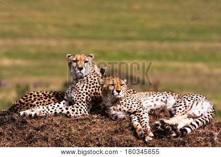 Cheetahs on the hill. Masai Mara, Kenya