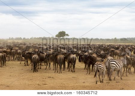 Waiting for the crossing. Great migration. Mara river. Kenya, Africa