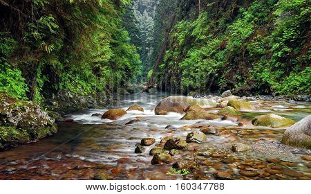 Creek in Lynn Canyon Park North Vancouver