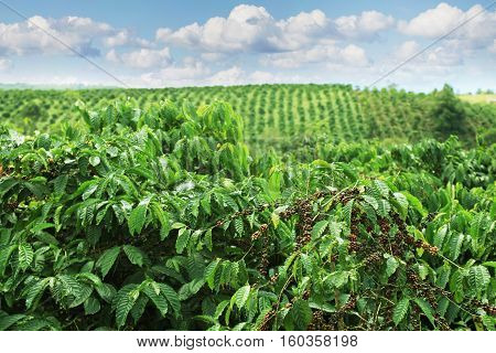 Coffee plantations in the highlands of Eastern Vietnam