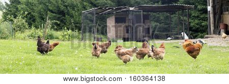 Colorful rooster and hens in a farm yard on a grass