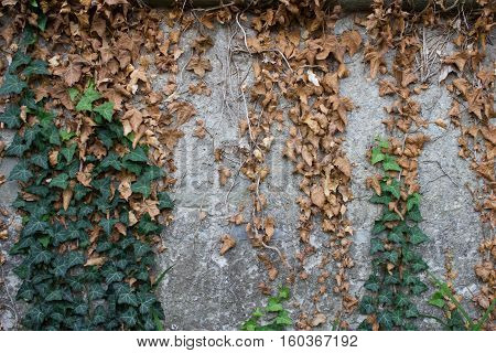 Dry and green ivy on rough wall
