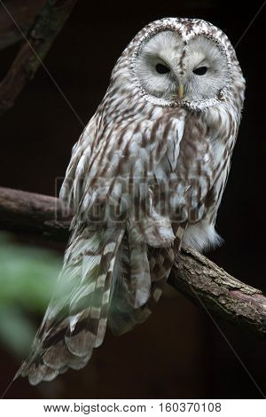 East European Ural owl (Strix uralensis uralensis).