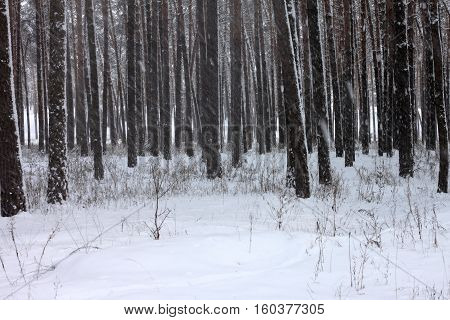 Snow covered pine trees in winter forest. Winter forest with trees. Outdoor woods nature landscape at cold day. Cold day in snowy winter forest.