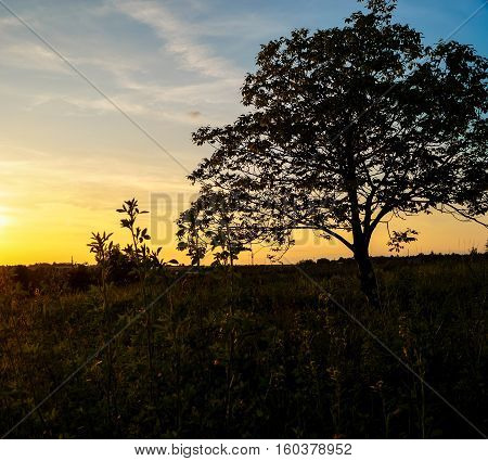 beautiful landscape sunset in the field spikelets
