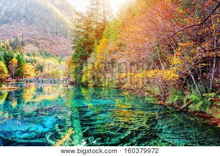 Scenic Submerged Tree Trunks In Water Of The Five Flower Lake