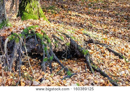 tree roots covered by lef litter in urban park in sunny autumn day