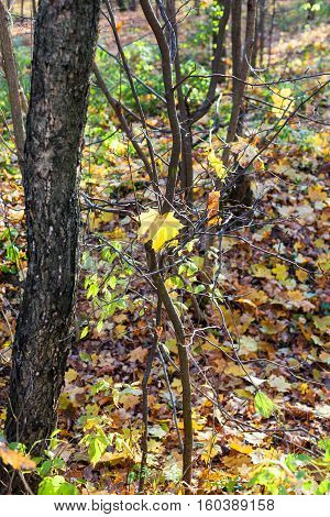 Yellow Maple Leaf On Tree In Urban Park In Autumn