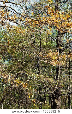 Oak Tree With Yellow Leaves In Urban Park