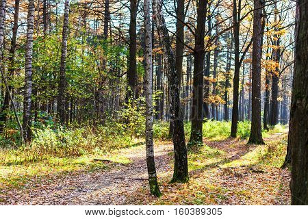 Walkway In Urban Park In Autumn