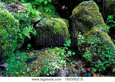 huge rocks in the forest, overgrown with moss