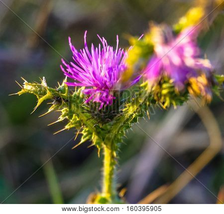 beautiful flower weeds growing in the meadow