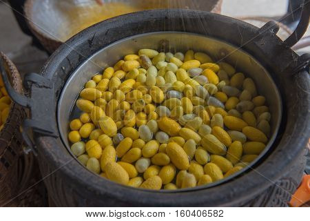 Beautiful yellow color Boiling cocoon silkworm in a pot.