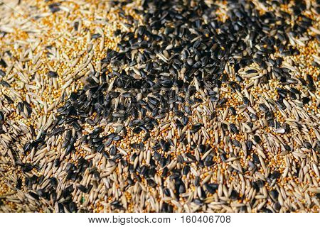 Birdseed grain close-up. Seeds, Grains, Pet Foods Grains