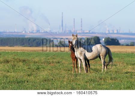 Horse With A Foal